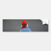 Red Headed Cardinal Bird Bumper Sticker
