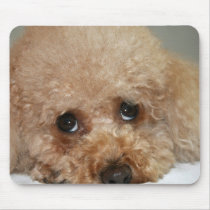 Red Headed Poodle Mouse Pad mousepads by justdahl Red Headed Poodle Mouse Pad mousepads