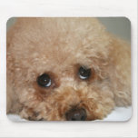 Red Headed Poodle Mouse Pad mousepads