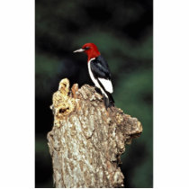 Red-headed woodpecker photo cut out