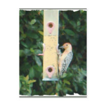 red headed woodpecker postcards by rusty2rusty red headed woodpecker postcards