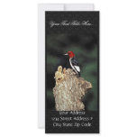 Red-headed woodpecker rack cards