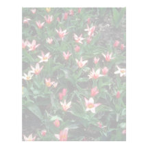 Red Heart's Delight Tulip, (Tulipa Kaufmanniana) f Custom Letterhead