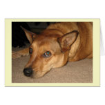 Red Heeler Cattle Dog -  Ranch Dog Lover - Blank Greeting Card