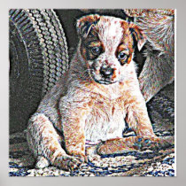 Red Heeler Puppy Poster