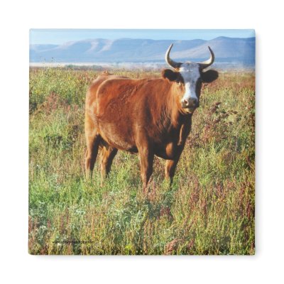 Red Bovine