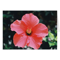 Red Hibiscus (borderless) cards