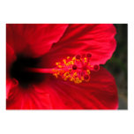 Red hibiscus business card templates