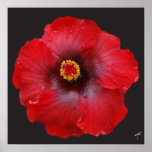 Red Hibiscus; Canvas Print