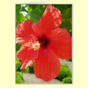 Red Hibiscus Card by dlgray Red Hibiscus Card