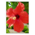 Red Hibiscus Card