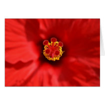 Red Hibiscus Close-up Card by sweetnessphotography Red Hibiscus Close-up Card