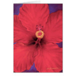 Red Hibiscus Flower Painting - Multi Cards