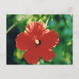 Red Hibiscus Flower postcard