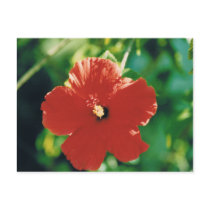 Red Hibiscus Flower postcards by JKcoder Red Hibiscus Flower postcards