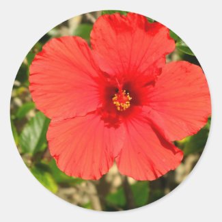 Red Hibiscus Flower Sticker