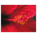 Red hibiscus flyers