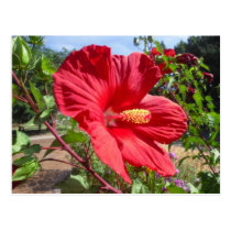 Red Hibiscus Macro Postcard postcards