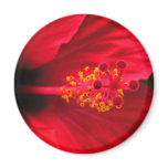 Red hibiscus magnets