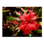 Red Hibiscus Post Cards