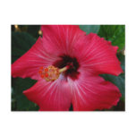 Red Hibiscus Post Cards