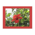 Red Hibiscus Postcard by sunsett76 Red Hibiscus Postcard