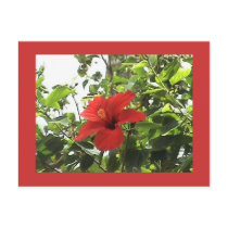 Red Hibiscus Postcard