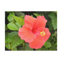 Red Hibiscus postcards