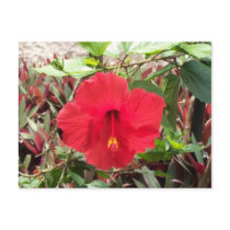 Red Hibiscus Postcard
