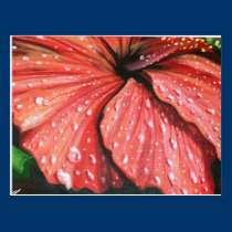 Red Hibiscus postcards