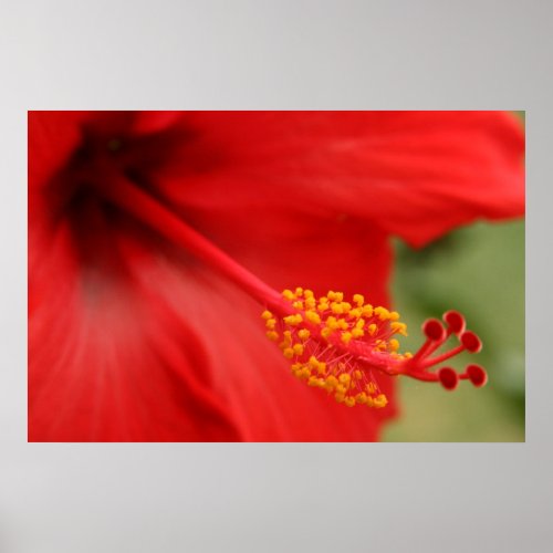 Red Hibiscus print