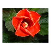 Red Hibiscus posters by dinanotgina Red Hibiscus posters