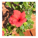 Red Hibiscus posters by jmacego Red Hibiscus posters