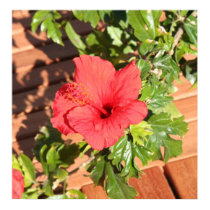 Red Hibiscus posters by jmacego Red Hibiscus posters