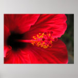 Red hibiscus posters
