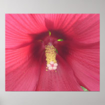 Red Hibiscus Poster Print posters