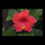 Red Hibiscus posters