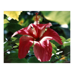 Red Hibiscus Print print