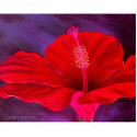 Red Hibiscus Tropical Flower Painting - Multi photo sculptures by JUDERM Red Hibiscus Tropical Flower Painting - Multi photo sculptures