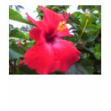 Red Hibiscus t-shirts by zalia40 Red Hibiscus t-shirts