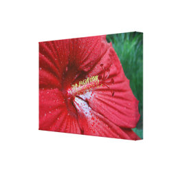 Red Hibiscus With Raindrops wrapped canvas