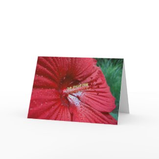Red Hibiscus With Raindrops
