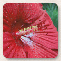 Red Hibiscus With Raindrops cork coasters