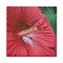 Red Hibiscus With Raindrops magnets