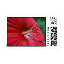 Red Hibiscus With Raindrops – Medium stamps