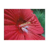 Red Hibiscus With Raindrops postcards