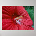 Red Hibiscus With Raindrops