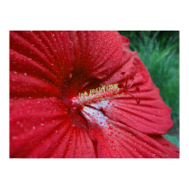 Red Hibiscus With Raindrops posters