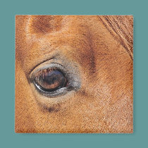 Red Horse Eye magnets
