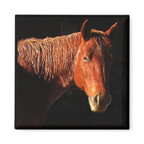 Red Horse II Gifts Magnets